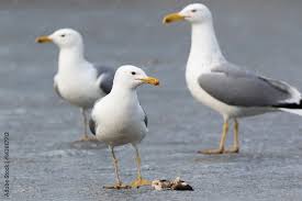 Image result for Larus cachinnans