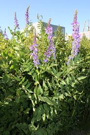 Attēlu rezultāti vaicājumam “Galega orientalis leaf”