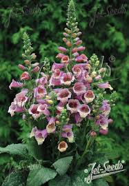 Attēlu rezultāti vaicājumam “Digitalis purpurea”