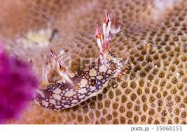 ผลการค้นหารูปภาพสำหรับ Bornella Anguilla