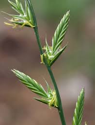 Attēlu rezultāti vaicājumam “Lolium perenne”