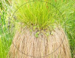 Attēlu rezultāti vaicājumam “Carex appropinquata fruit”