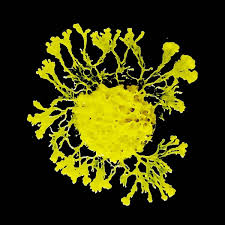 Attēlu rezultāti vaicājumam “Physarum nitens”