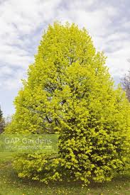 Attēlu rezultāti vaicājumam “Tilia x vulgaris”