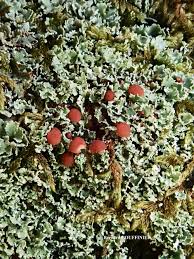Attēlu rezultāti vaicājumam “Cladonia caespiticia”