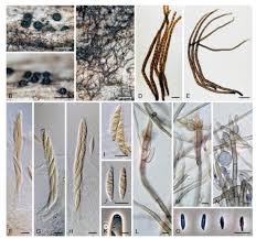 Attēlu rezultāti vaicājumam “Ruzenia spermoides”