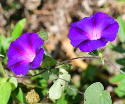 Image result for Ipomoea purpurea