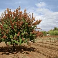 Attēlu rezultāti vaicājumam “Aesculus x hybrida”