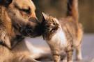 Animal Control — Franklin County