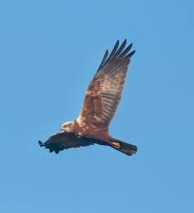 Image result for Billingham Marsh House Harriers
