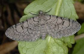 Attēlu rezultāti vaicājumam “Eupithecia venosata”