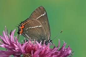 Attēlu rezultāti vaicājumam “Satyrium w-album”