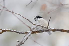 Attēlu rezultāti vaicājumam “Poecile montanus”