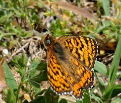 Attēlu rezultāti vaicājumam “Mellicta athalia”
