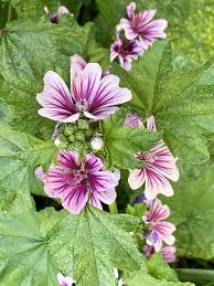 Image result for Malva sylvestris var. mauritiana