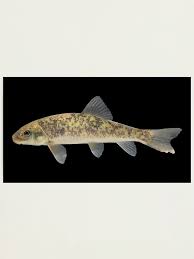 Image result for Catostomus commersonii