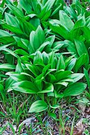 Image result for Allium ursinum