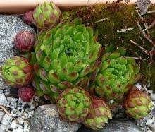 Attēlu rezultāti vaicājumam “Jovibarba globifera bud”