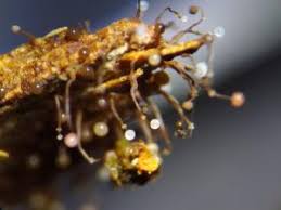 Attēlu rezultāti vaicājumam “Clastoderma debaryanum macro”