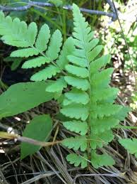 Attēlu rezultāti vaicājumam “Dryopteris cristata”