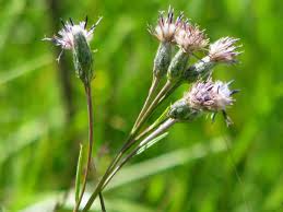 Attēlu rezultāti vaicājumam “Saussurea esthonica flower”