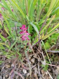 Image result for Fumaria officinalis