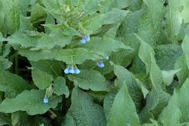 Attēlu rezultāti vaicājumam “Symphytum asperum leaf”
