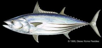 Image result for Katsuwonus pelamis