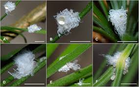 Attēlu rezultāti vaicājumam “Adelges laricis”