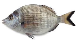 Image result for Diplodus puntazzo