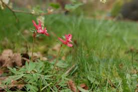 Attēlu rezultāti vaicājumam “Corydalis solida flower”