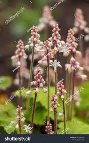 Attēlu rezultāti vaicājumam “Pyrola minor leaf”