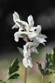 Attēlu rezultāti vaicājumam “Corydalis cava flower”