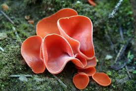 Attēlu rezultāti vaicājumam “Aleuria aurantia”