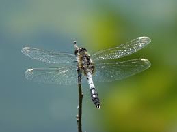 Attēlu rezultāti vaicājumam “Leucorrhinia caudalis male”