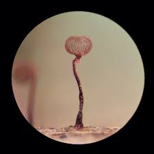 Attēlu rezultāti vaicājumam “Cribraria cancellata var. fusca macro”