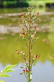 Attēlu rezultāti vaicājumam “Scrophularia nodosa leaf”