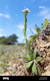 Attēlu rezultāti vaicājumam “Arabis hirsuta”