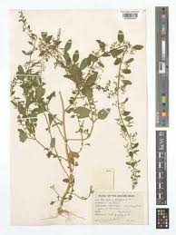 Attēlu rezultāti vaicājumam “Chenopodium polyspermum var. acutifolium flower”