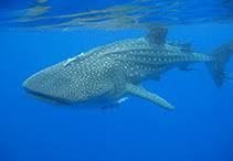 Image result for Rhincodon typus