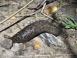 Attēlu rezultāti vaicājumam “Limax maximus”