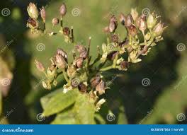 Attēlu rezultāti vaicājumam “Nicotiana tabacum fruit”