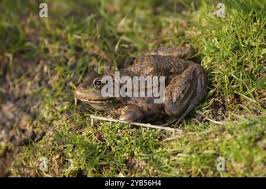 Attēlu rezultāti vaicājumam “Pelophylax adult”