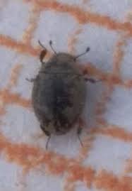 Attēlu rezultāti vaicājumam “Byrrhidae”