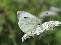 Attēlu rezultāti vaicājumam “Pieris brassicae”