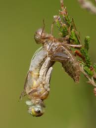 Attēlu rezultāti vaicājumam “Leucorrhinia albifrons female”