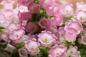 Image result for Glockenblumen