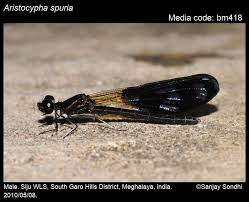 Attēlu rezultāti vaicājumam “Seligeria donniana sporophyte”