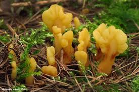 Attēlu rezultāti vaicājumam “Spathularia flavida”