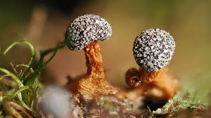 Attēlu rezultāti vaicājumam “Collaria arcyrionema”